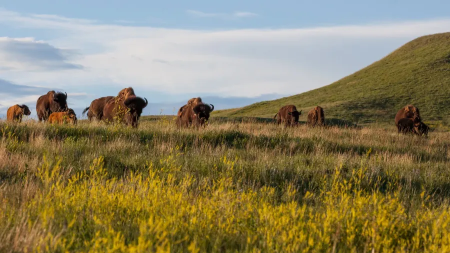 bison gang