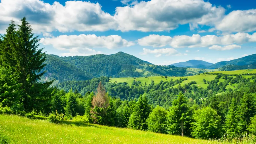 meadow in mountains