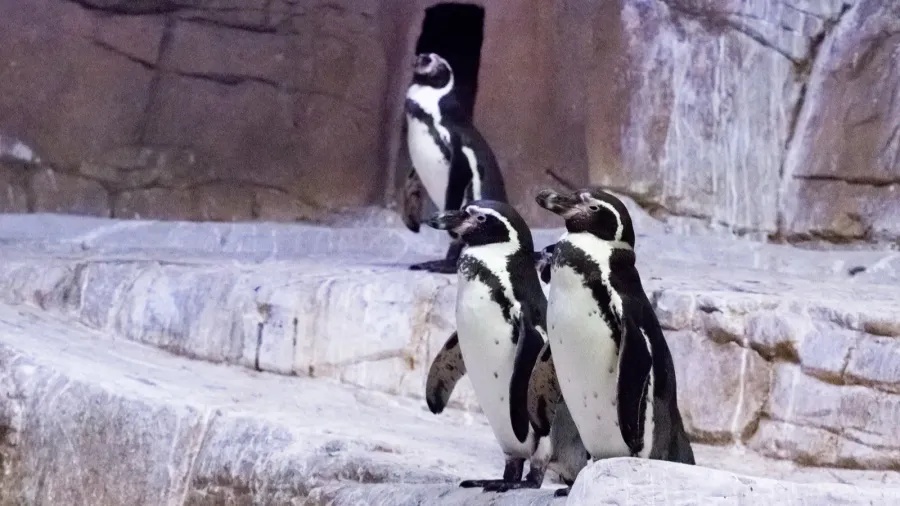 penguin at the zoo cyprus