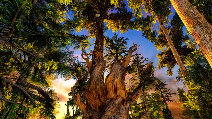 primeval forest