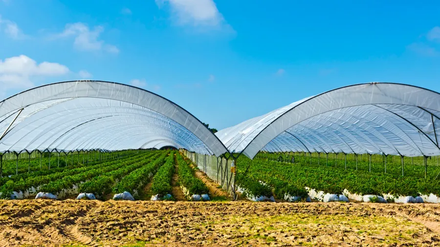 greenhouse